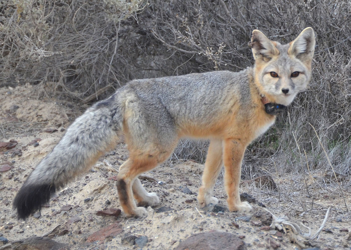 It's just in the past year that GPS tracking collars have been made small and light enough for a 4- to 6-pound kit fox to wear.