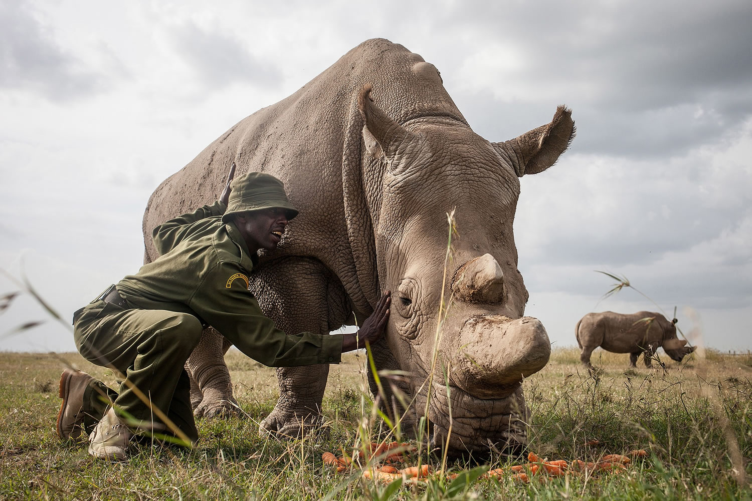 Mohammed Doyo, head caretaker, caresses Najin, a female northern white rhino. Just one elderly male remains.