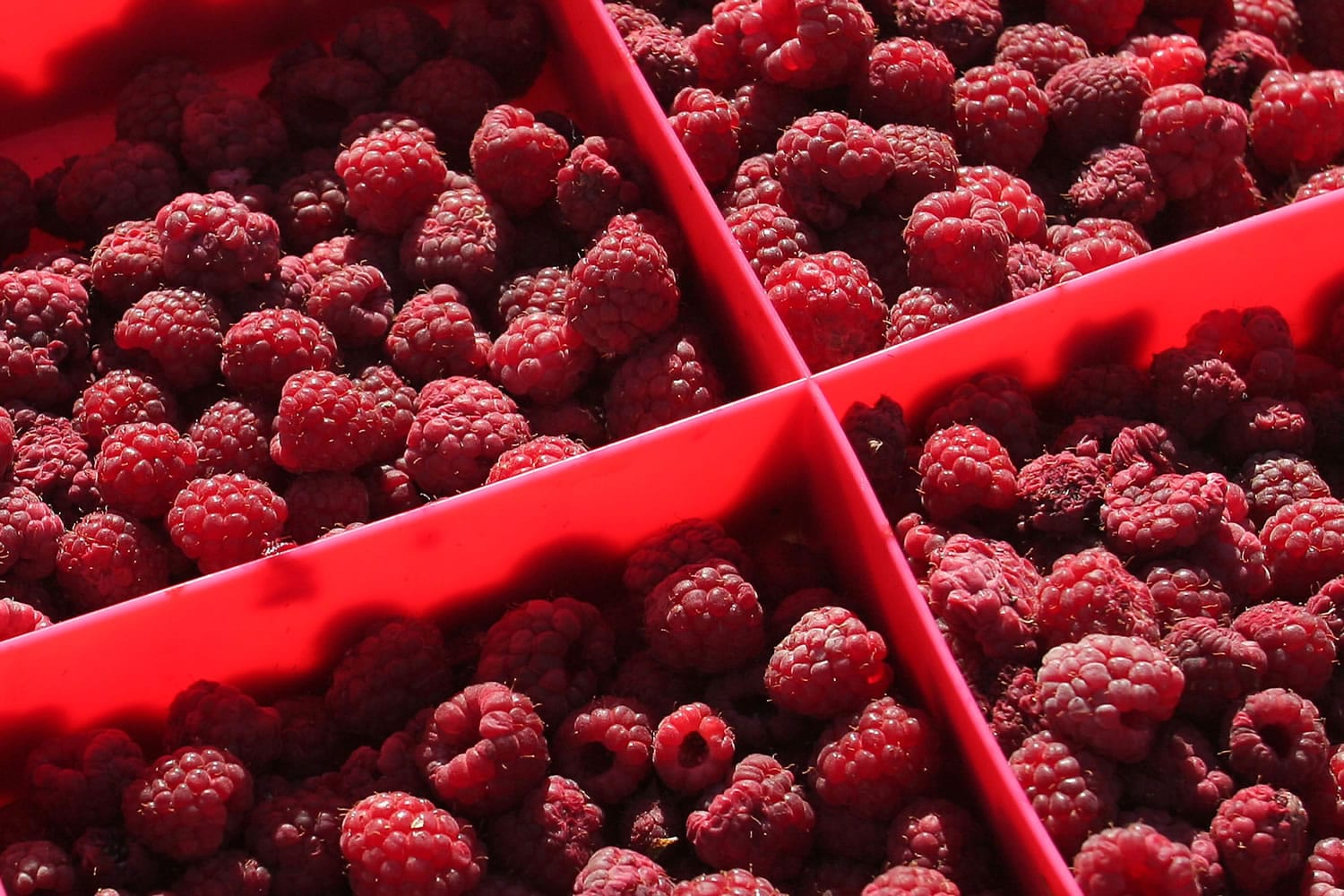 Fresh red raspberries have a sweet-tart flavor and are delicious eaten alone or combined with other berries.
