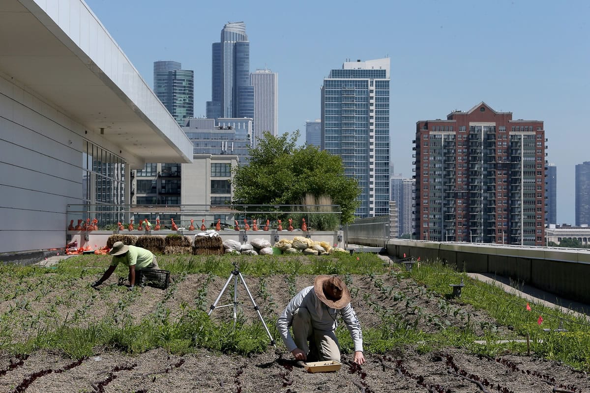 Photos by Antonio Perez/Chicago Tribune
Apprentices Eric Hussey, left, and Christopher Braun weed a kale garden and thin lettuce plants on the rooftop garden of McCormick Place West in Chicago on June 2. The McCormick Place Garden is managed by Windy City Harvest, a sustainable agriculture program out of the Chicago Botanic Garden's Urban Agricultural Department.
