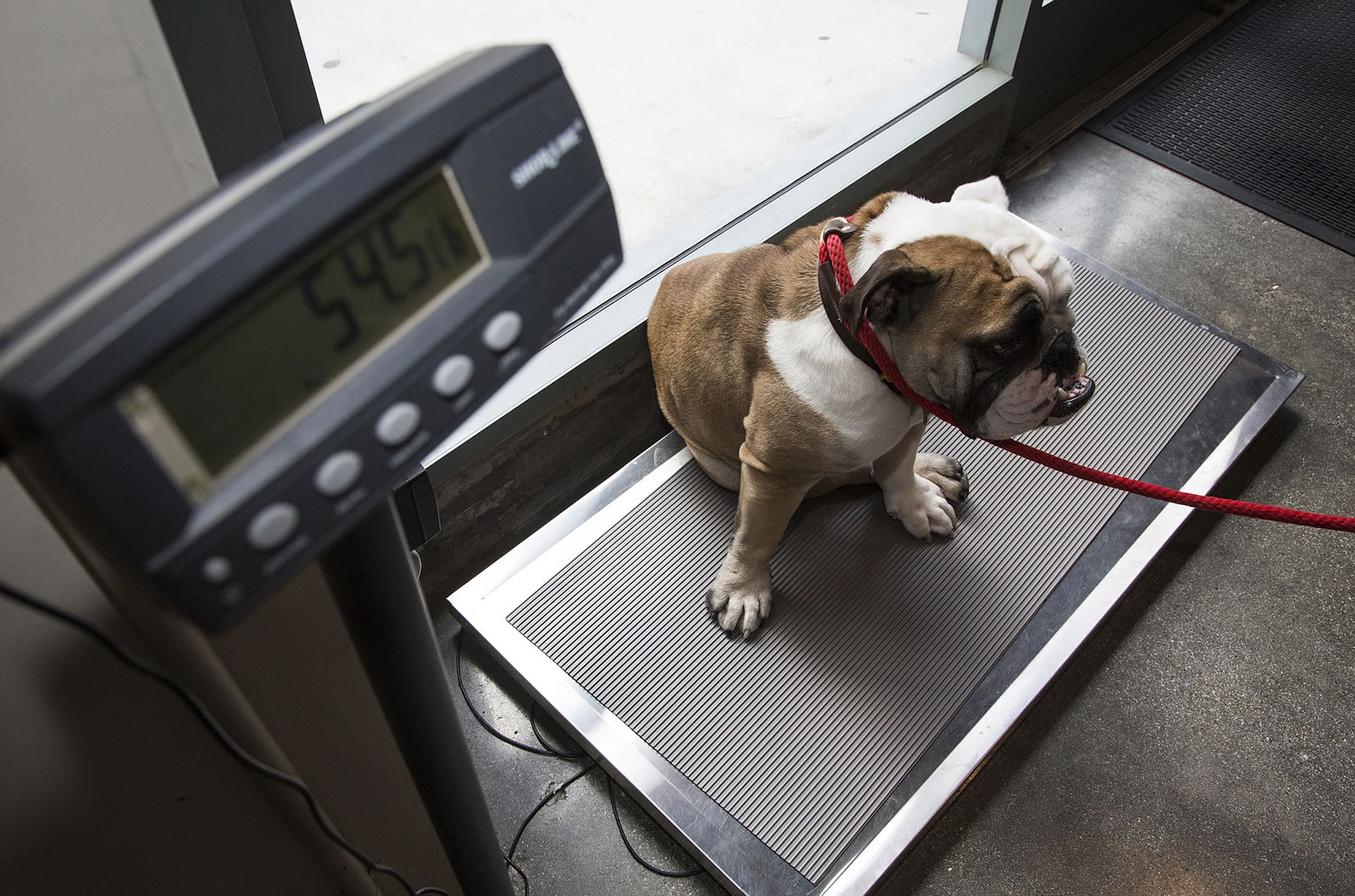 A veterinarian assistant weighs a bulldog, Biff, at DTLAvets in Los Angeles. According to the latest study from the Association for Pet Obesity Prevention, more than 50 percent of the nation's cats, and dogs, are overweight.