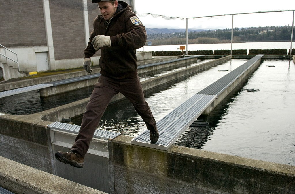 Fish Culturist Chris Hankin steps off a platform near a raceway containing squirming fingerlings at the Spring Creek National Fish Hatchery in March 2008.