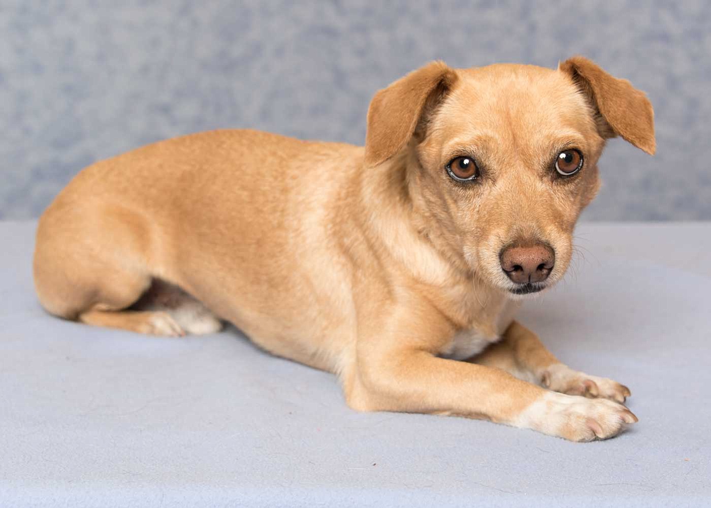 Meet Abner. This sweet little boy would love to be your new best friend. Abner is selective with his dog friends and would like to meet any dogs, or children, with whom he might  be living. Ask to meet this little bundle of energy today!
