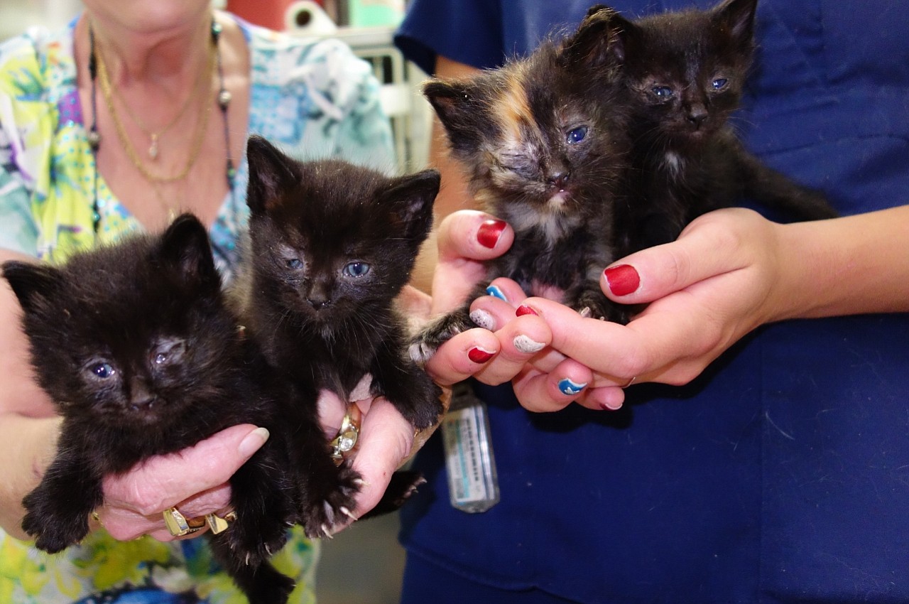 These kittens were found in a cardboard box outside Companion Pet Clinic in Salmon Creek.