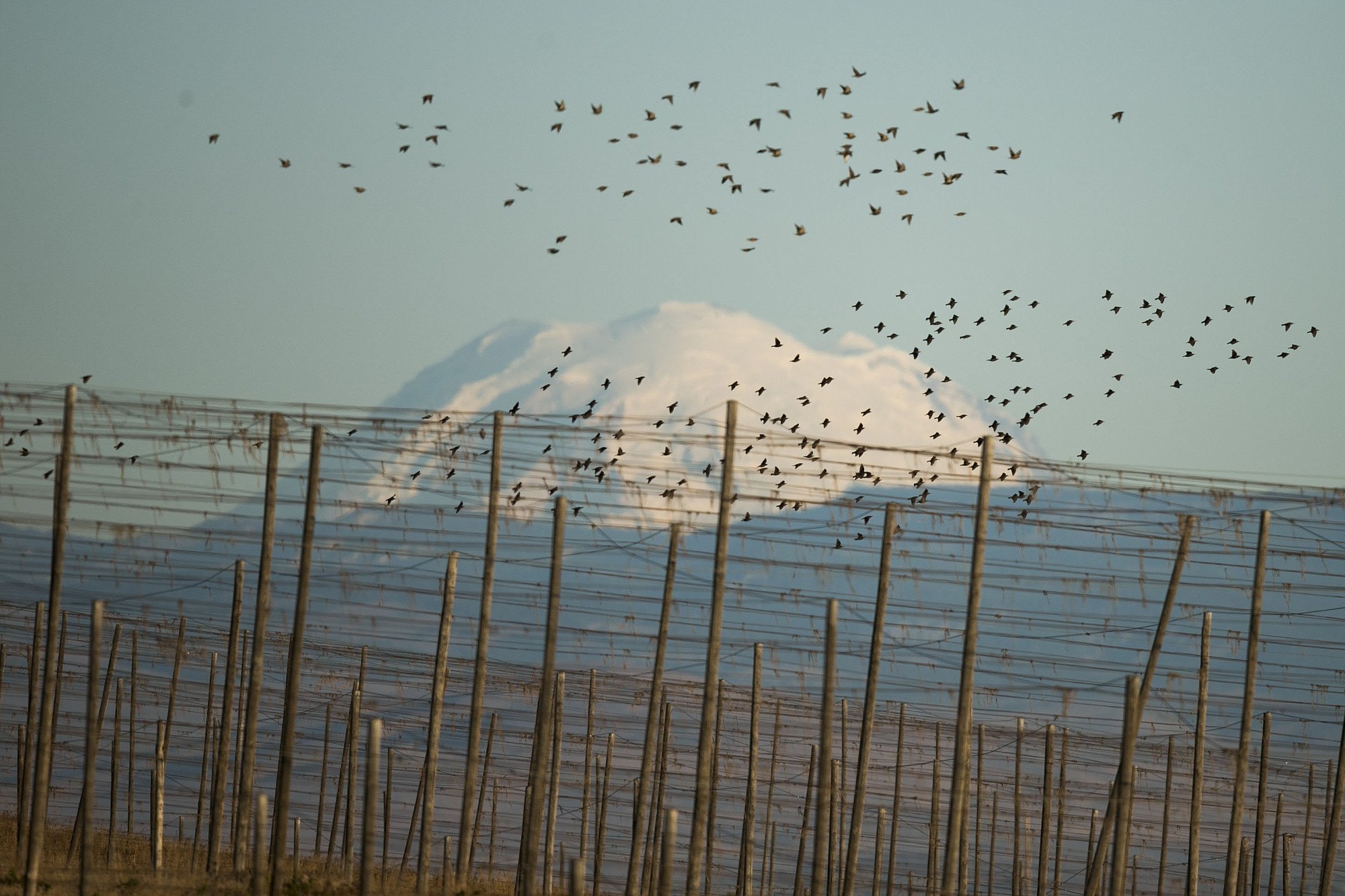 A large flock of starlings takes off over old hop trellises upon seeing one of the falcons.