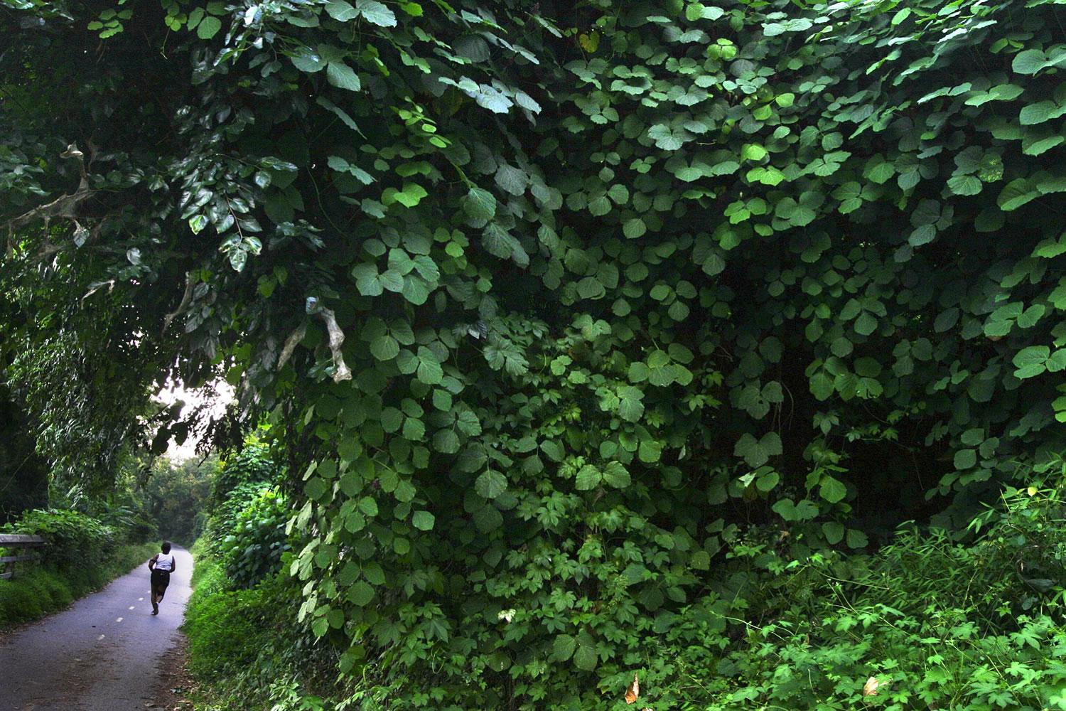A jogger running past kudzu vines that overwhelm trees and the underbrush along the Potomac River on the Capital Crescent Trail in Washington, D.C.
