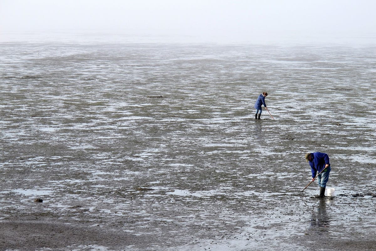 Locals rake for clams on Willapa Bay on June 22, 2012. Oysters are no longer reproducing naturally on the Washington Coast.