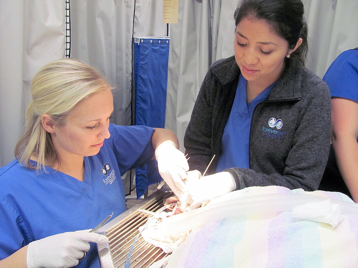 Dr. Jacqueline Myers, co-owner of Forever Pet Dental, sutures the site of a molar extraction on a chihuahua mix, alongside veterinary assistant Karla Sirena.