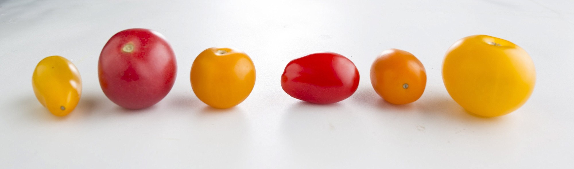 Cherry and grape tomato varieties do vary by color, shape, flavor, aroma and taste.