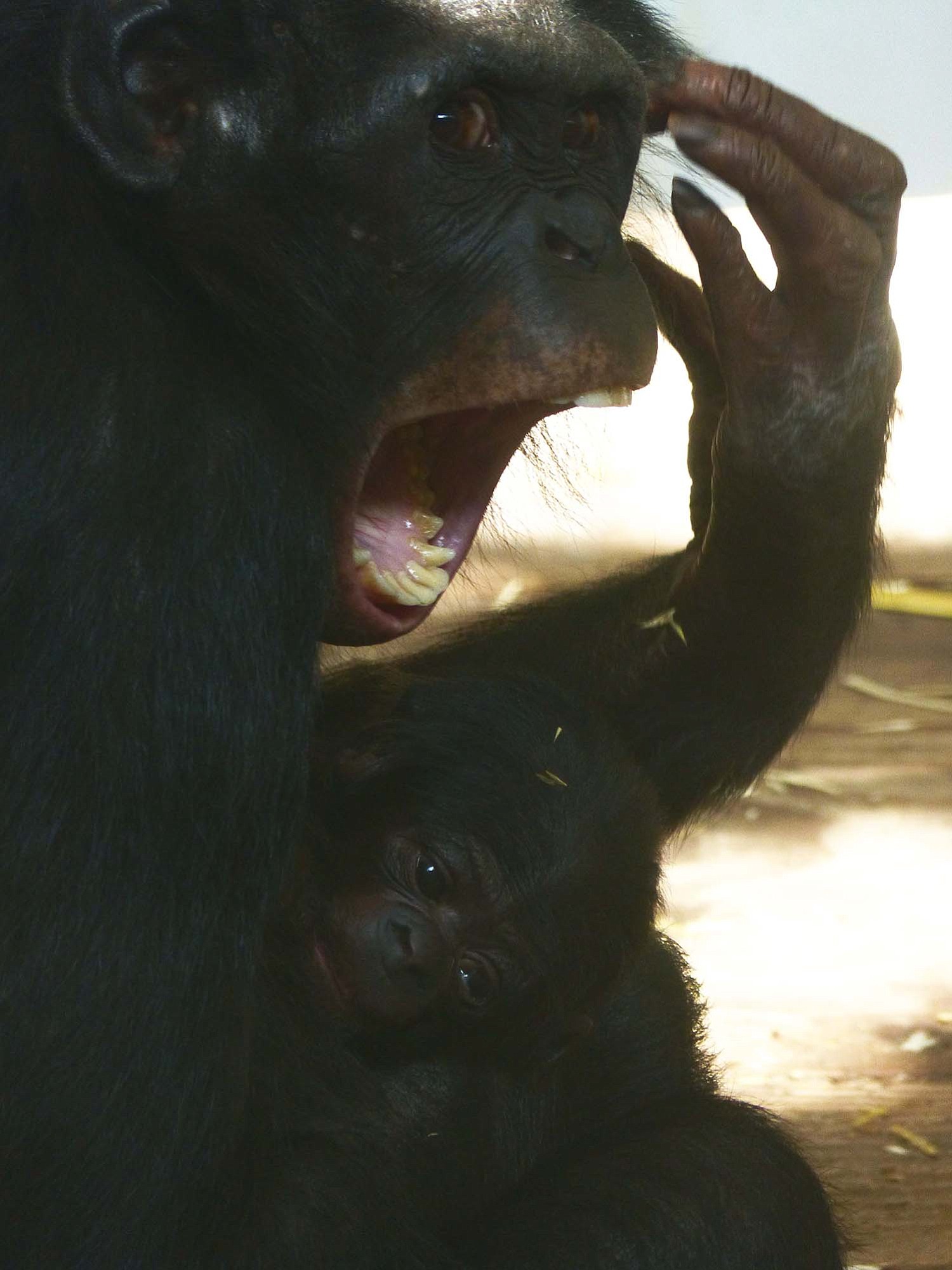 Yawn contagion is a form of empathy, and it turns out the bonobo is just like us.