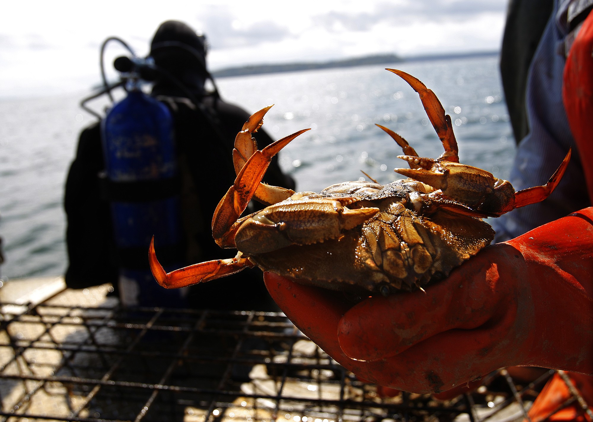 Dungeness crab (File photo)