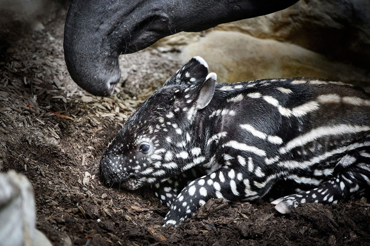 The Malayan tapir calf expores his space at the Minnesota Zoo for about an hour with mom Bertie on Aug. 12, 2015 in Apple Valley, Minn.