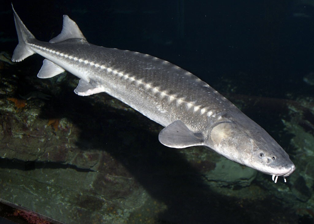 The white sturgeon is listed as endangered under the Endangered Species Act.