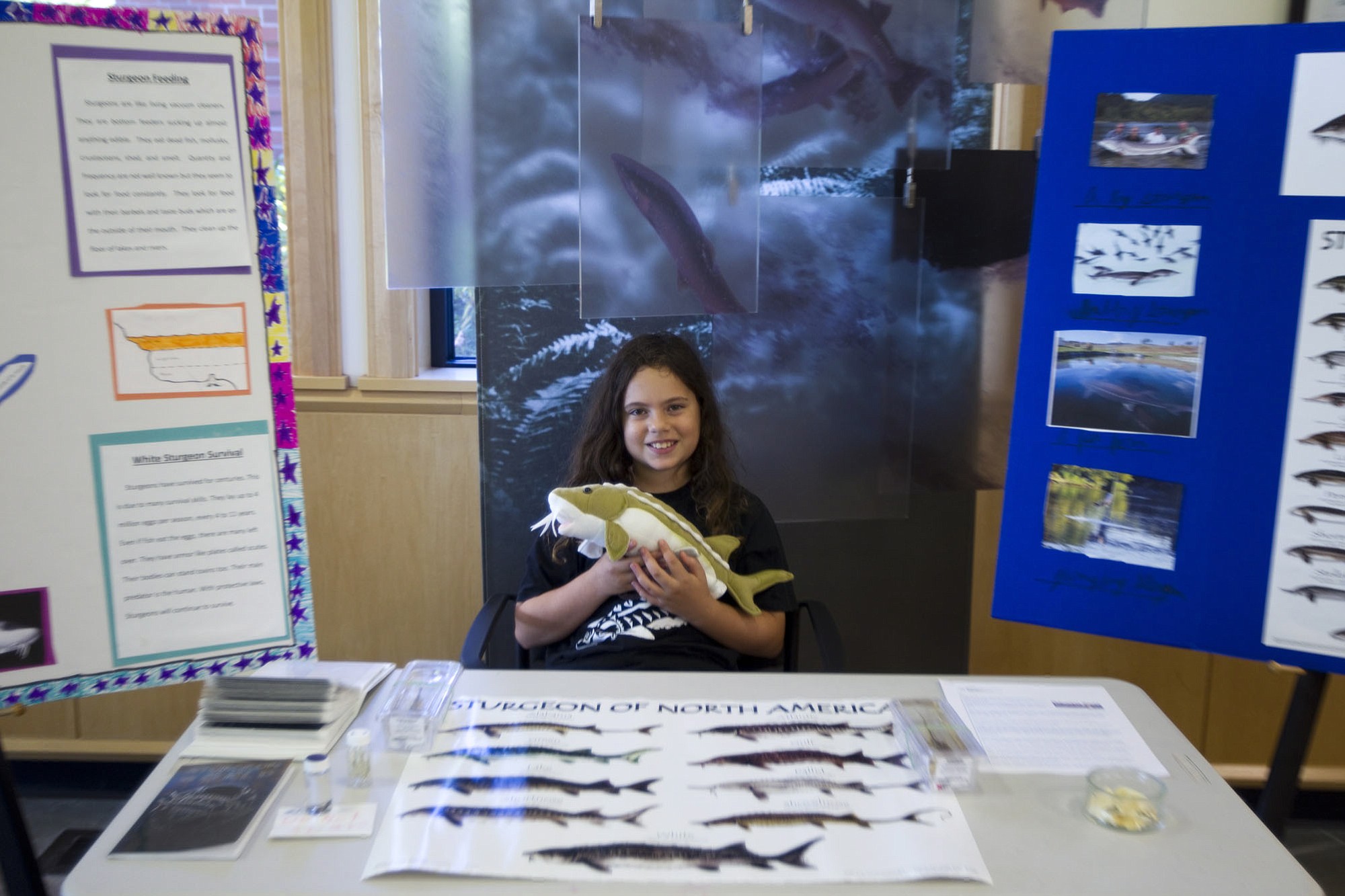 Sylvia Kern, a fifth grader from Seattle, came to Vancouver just to show off her ongoing, growing science-project displays abour sturgeons during the Water Resources Education Center's 18th annual Sturgeon Festival. Why?
