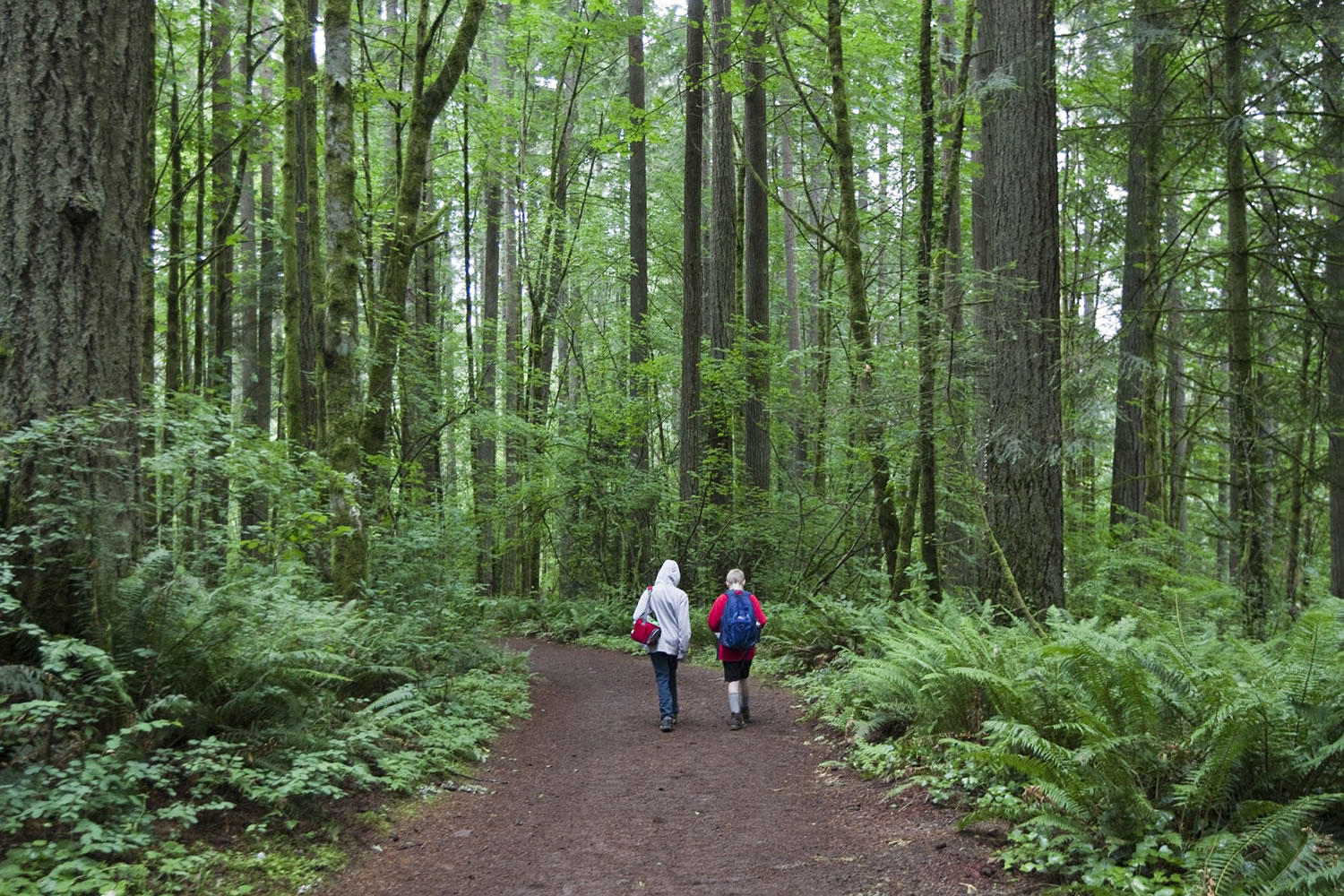 Lucas Carter, right, and Joel Weinmaster navigate through the forest as they participate in an event organized by the Columbia River Orienteering Club at Battle Ground Lake State Park in June.