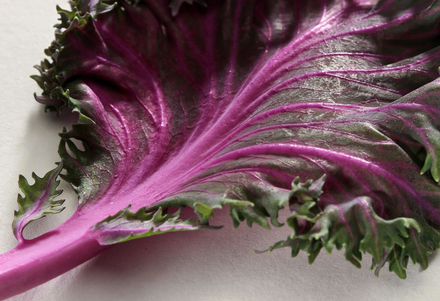 Ornamental kale comes in a variety of colors, and it used in landscaping as well as cooking.