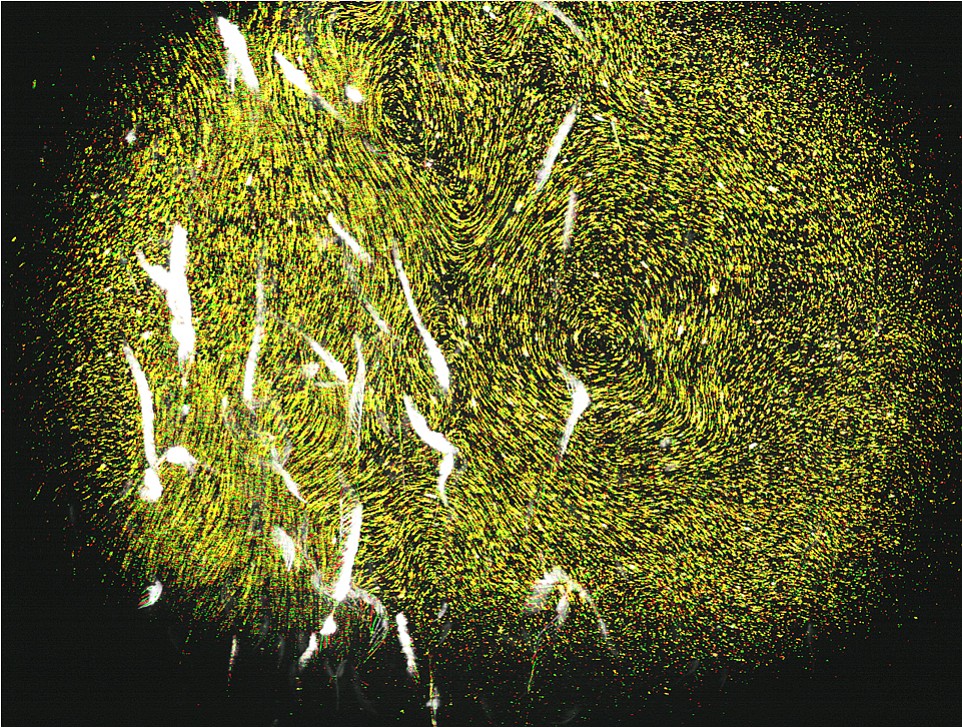 Sea monkeys (white) move in response to light, so researchers were able to make them &quot;migrate&quot; in their own lab.