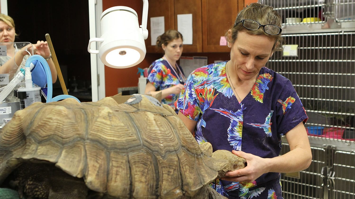 Michael Montero/National Geographic Channels
Dr. Susan Kelleher, also known as Dr. K, performs her initial physical assessment on Lady the tortoise.