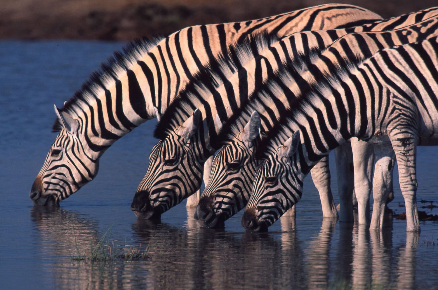 Zebras drink at a watering hole in northern Namibia.