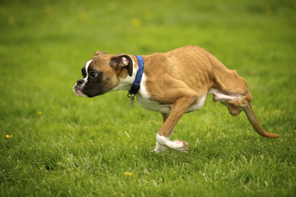 Columbian files
Duncan Lou Who, a two-legged boxer, runs in the yard of his Felida home in April. Duncan became an international media darling after a video of him playing on the beach went viral. On Monday, Duncan will appear on &quot;The Queen Latifah Show.&quot;