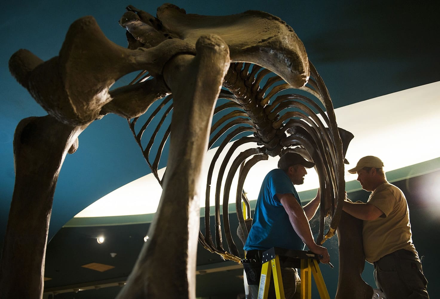 Photos by Lisa Davidson/The Washington Post
Brett Crawford, left, and Matt Fair deconstruct the skeleton of a woolly mammoth at the Smithsonian Museum of Natural History in Washington, D.C., on Monday. It's all part of an overall renovation of the museum's fossil hall.