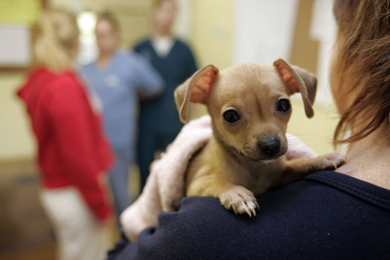 A Chihuahua gets some love at the Heartland Animal shelter in Northbrook, Ill., in 2005.