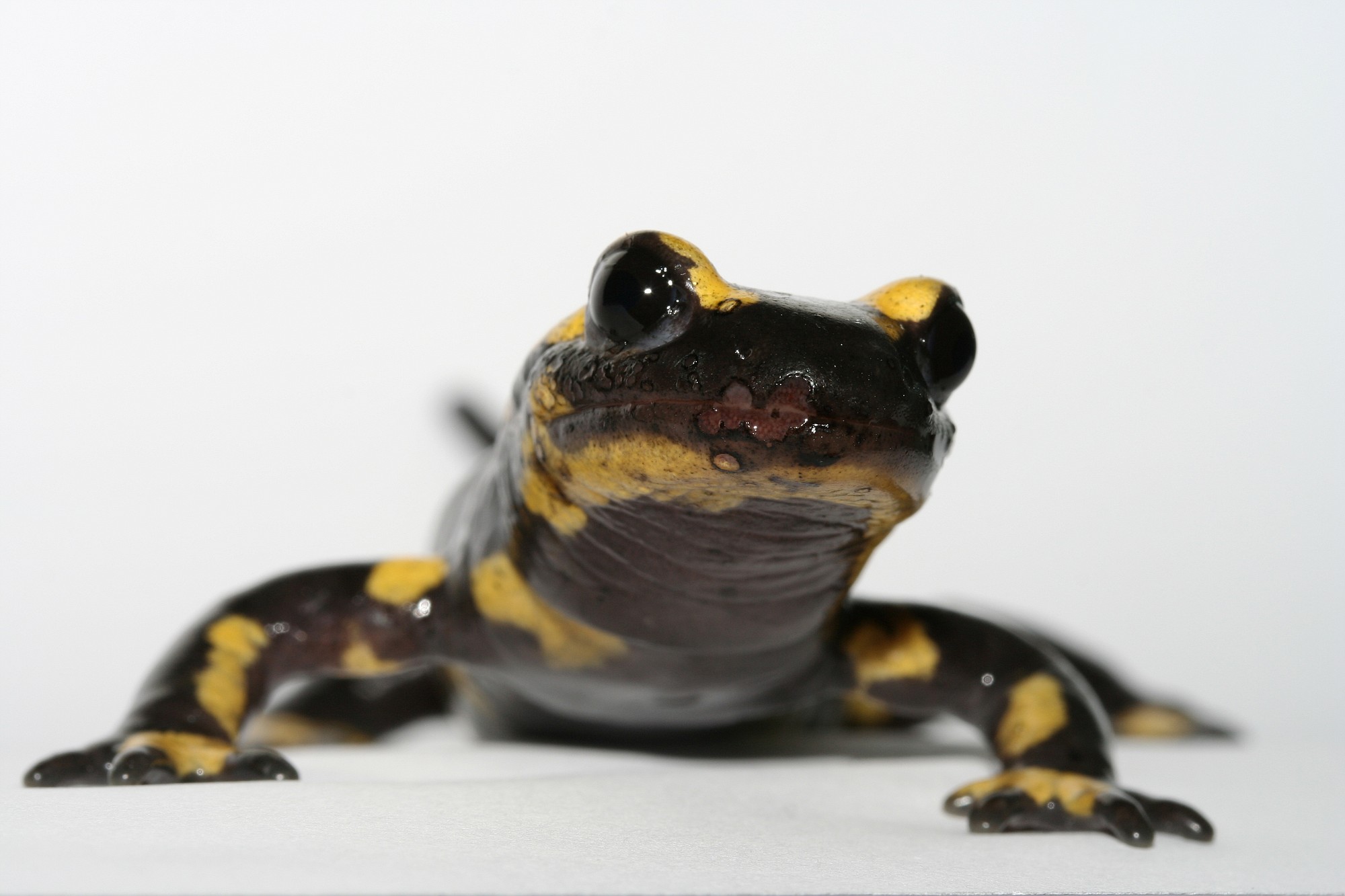 Frank Pasmans/The Washington Post
A fire salamander with B. salamandrivorans, already suffering from skin lesions, has chytrid fungus, which is endangering salamanders.