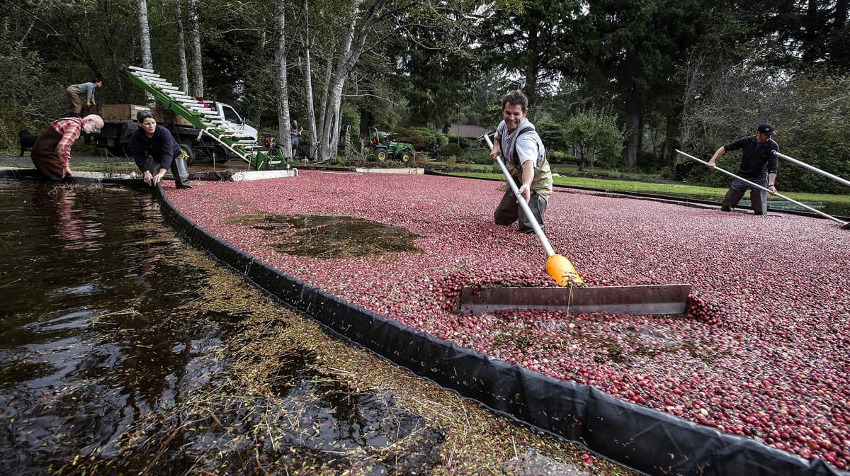 Ismet Gervalla, center, and Matthew Smith, far right, harvest cranberries, an October ritual at Starvation Alley Farms in Long Beach, Wash., the state's first certified organic cranberry grower. (Ellen M.
