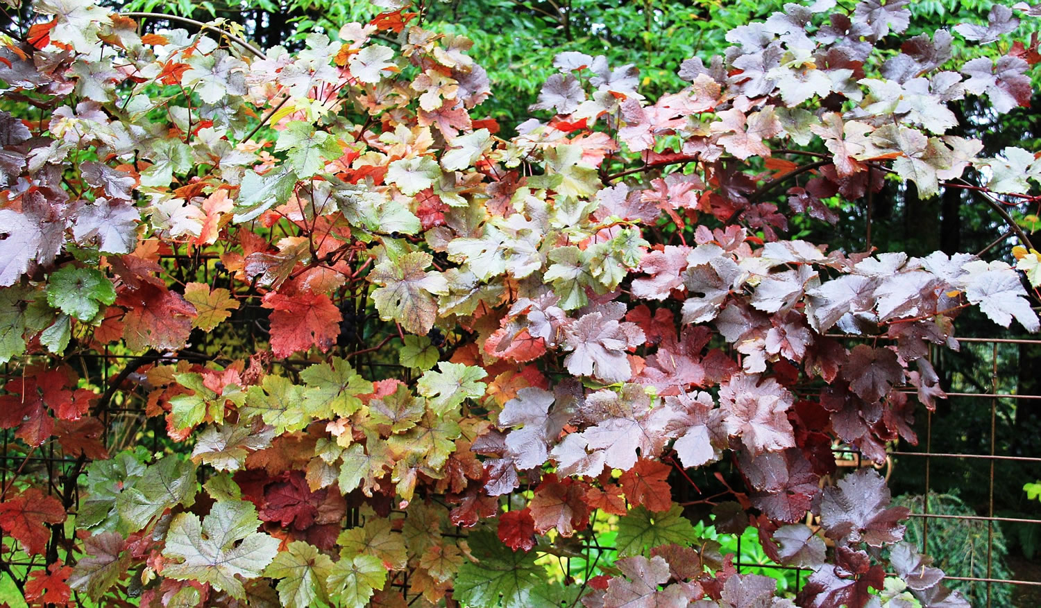 The fall foliage of an ornamental grape holds on even after an early blast of winter weather.