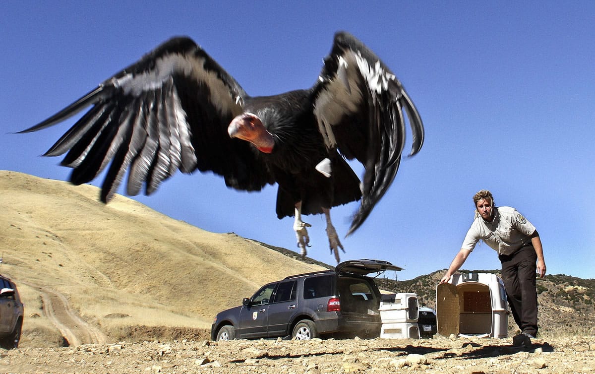 A female condor takes to the sky above the Hopper Mountain National Wildlife Refuge, north of Fillmore, Calif., on Nov. 6 after being released from a kennel by Joseph Brandt, Supervisory Wildlife Biologist for the California Condor Recovery Program.