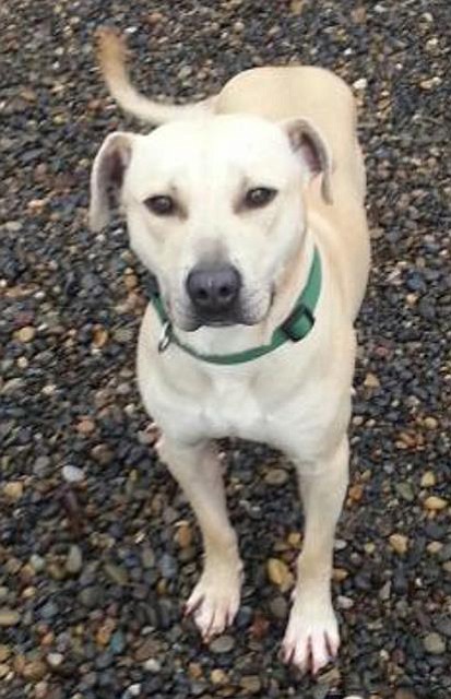 Chancy is a 1-year-old Labrador retriever-terrier mix that came to us as a stray. He loves people and loves going for walks and having new experiences.