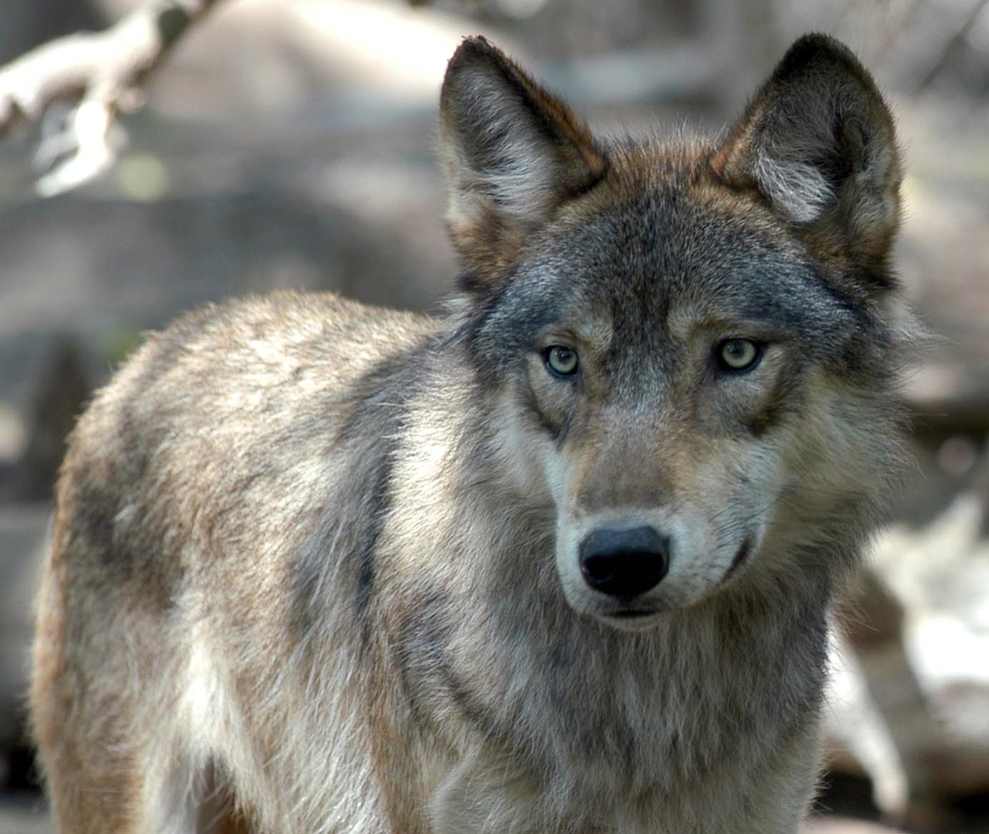 A new study finds that killing wolves does not necessarily reduce attacks on livestock.