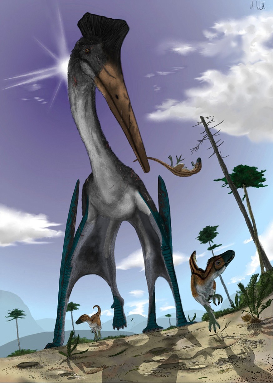 Illustration by Mark Witton
Pterodactyls had wing spans of up to 35 feet, and the largest may have weighed a quarter of a ton.