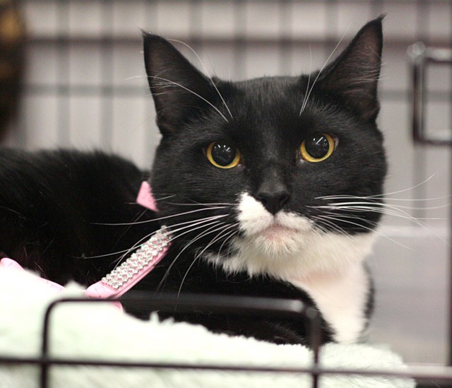 Amelia, 16 months,is a short-haired tuxedo. She's a great companion who loves dogs and, with time, could warm up to other cats.