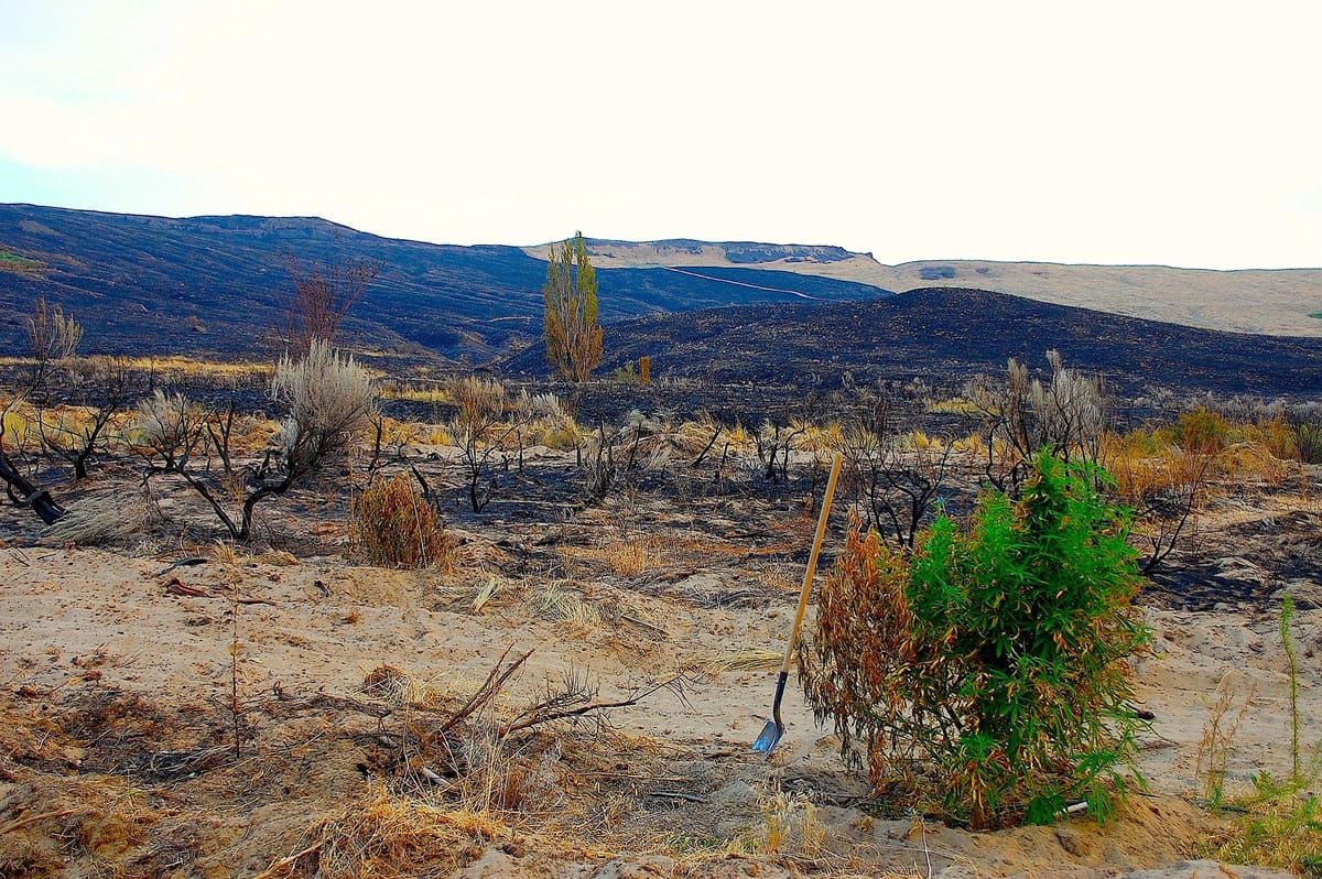 Columbia River Cannabis lost about half its mother plants in a wildfire more than a week ago.