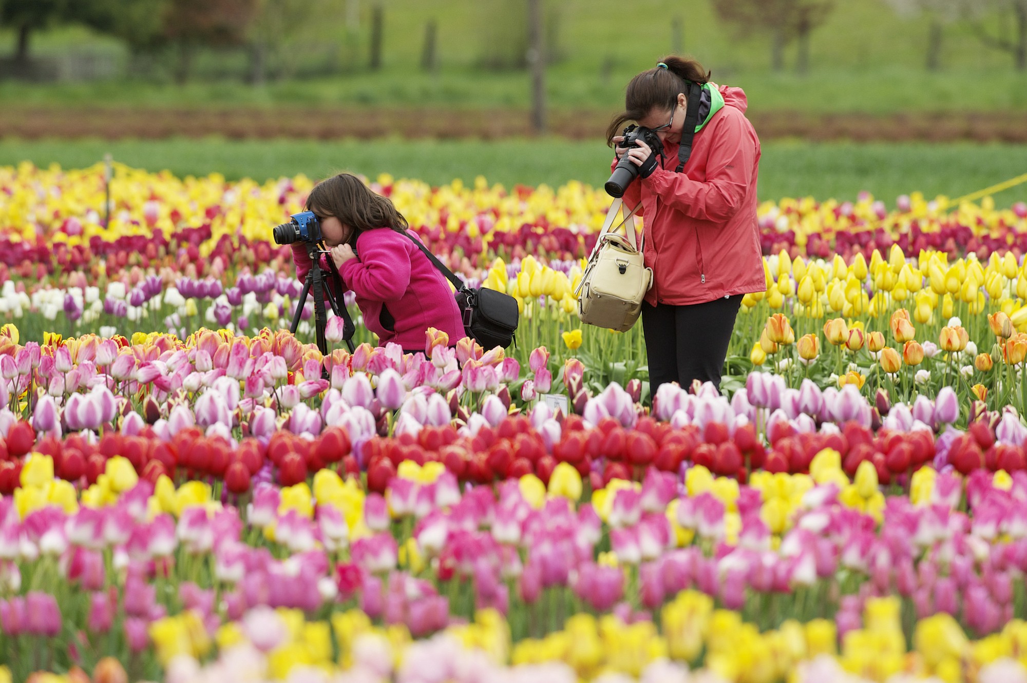 Cassandra Hagen, 10, and her mother Kristy Hagen photograph tulips Saturday at the Holland America Bulb Farms Tulip Festival in Woodland.