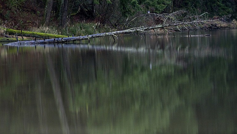 A fallen tree sits on the shore of Dead Lake in Camas.