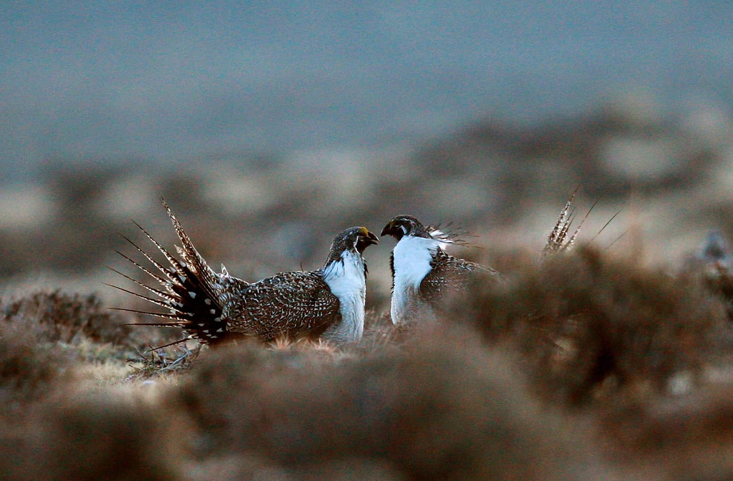Two male sage grouse compete for a piece of strutting ground  on a lek near the base of the Rattlesnake Range in southwest Natrona County.