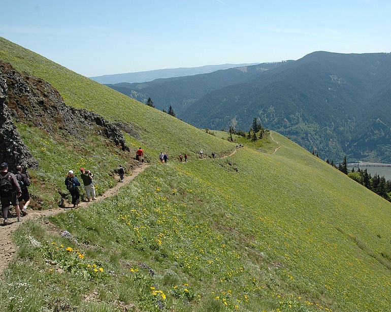 Dog Mountain trail is a perfect trail to hike the first week in June.