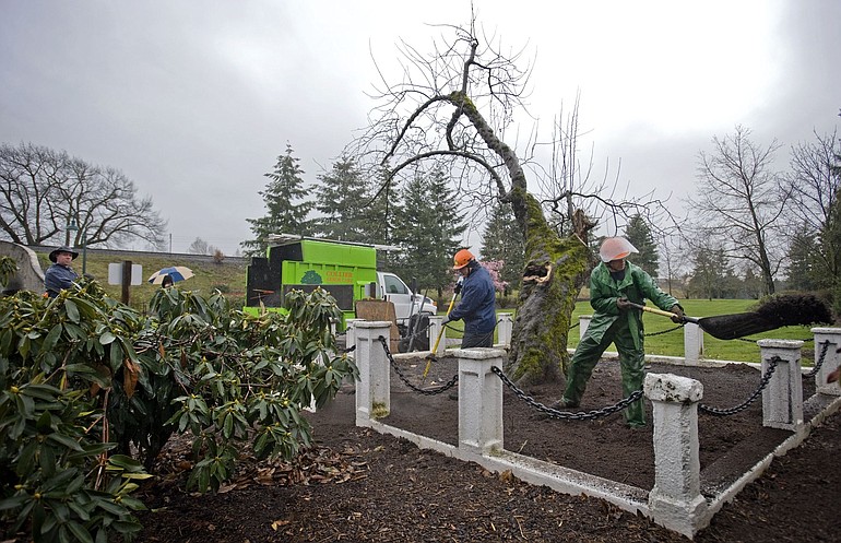 Lyle Feilmeir, left, and John Dale work Friday as part of a crew attempting to boost the health of the Northwest's oldest apple tree.