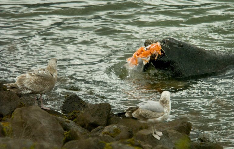 A sea lion devours a salmon near Bonneville Dam in the spring of 2008, the first year that state authorities began trapping sea lions that treat the man-made bottleneck in the Columbia River as a buffet line.