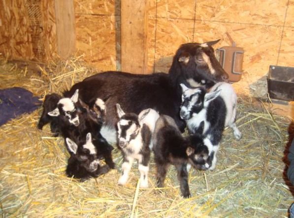 Hockinson: Mom and her kids at the Vinsonhaler farm.