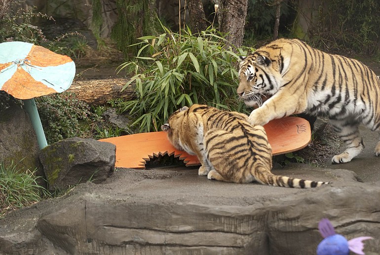 Nicole, left, and Mikhail, an endangered Amur tiger, plays with a volunteer-made surfboard during spring break festivities at the Oregon Zoo.