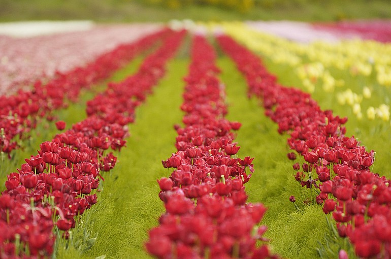The Woodland Tulip Festival begins today.