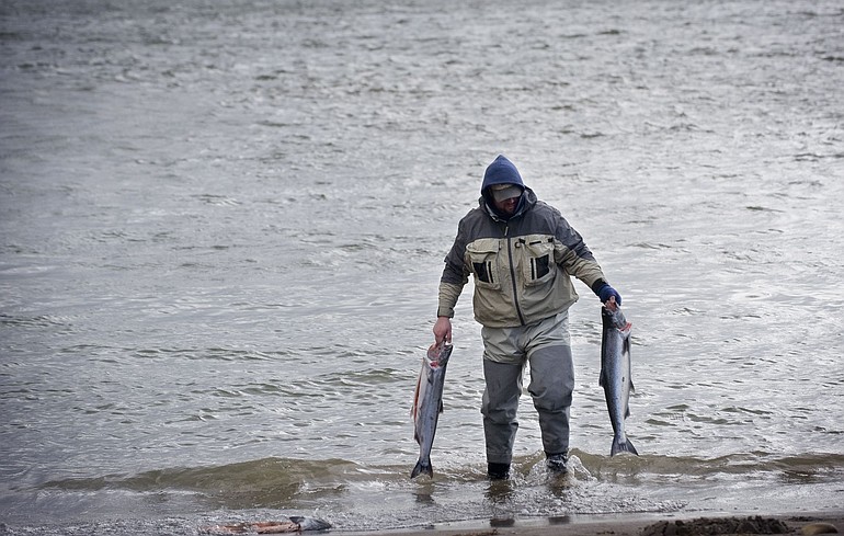 Blustery weather didn't deter David Wells of Edmonds from taking advantage of a large spring chinook run during a day of fishing with his uncle on the Columbia River at Marine Park in Vancouver.