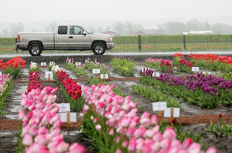 A driver and passenger keep warm and dry as they admire tulips under heavy rain Sunday at the eighth annual Woodland Tulip Festival at Holland America Bulb Farms.