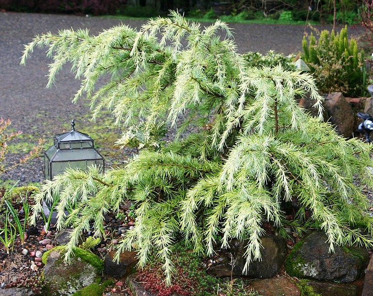 Add a variety of dwarf conifers, such as Cedrus deodora 'White Imp,' to extend each season of garden interest.