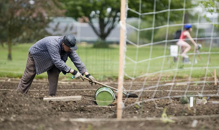 Petr Savinskiy of Vancouver dressed warmly Wednesday as he planted tomatoes, onions and beans in a plot at the Marshall Community Garden.