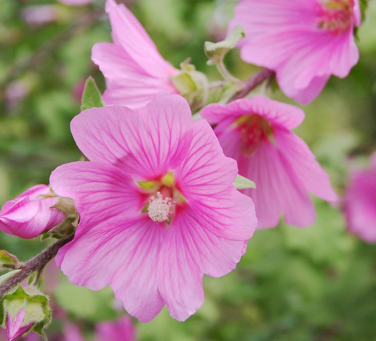 Perennial malva, also known as French hollyhock, is an old cottage-garden favorite that flowers early.