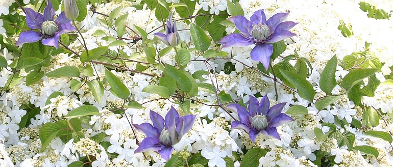 A favorite plant combination in May is clematis &quot;Multi Blue&quot; growing up and through the white flowering &quot;Shasta&quot; viburnum.